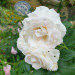 11385190_124347947899111_401951741_a