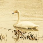 11232597_358579327670769_1082452966_a