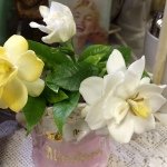 10499215_440685126069109_1846912063_a