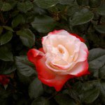 Profile_194638944_75sq_1354009911