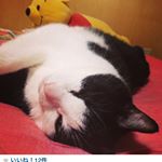 11420423_1461595534160760_470079962_a