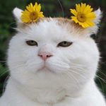 11249120_658806560917395_1464404227_a