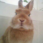 10731649_365360033638729_1993717375_a