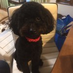 11241378_481816341970507_2102234096_a