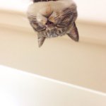 11117192_369686803236528_1883581601_a