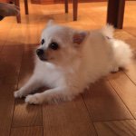 10666059_793389560753565_107185620_a