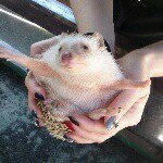 10755733_875822032457650_1238477469_a