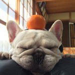 10919560_433547736811596_1578657576_a