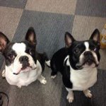 11375819_544728692334036_1026576246_a