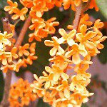 10729219_1006221702737722_818210694_a