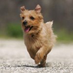 11375913_1583232248609233_1921444890_a