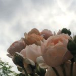 11246206_488386877978480_1111062519_a