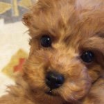 11111289_366798093515437_379134827_a