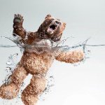 11378516_1588803621371753_279100382_a