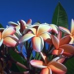 11410474_511041725715075_467621080_a