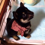 10946473_1551951825060325_1928408174_a