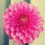 11123846_1650298178523495_1973956077_a