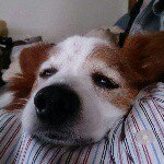 10865187_1602278310003408_436605033_a