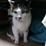 10950474_1398513867116726_1674707534_a