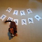 10748127_744873365579785_1114952385_a