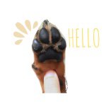 11313218_913162412083498_459592024_a