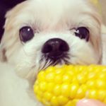 11348296_1475088372804530_1541524837_a