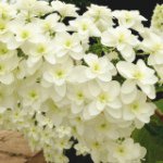 Profile_53132429_75sq_1373697651