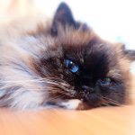 10948478_1781178225441502_924371364_a