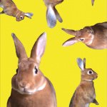 11325718_1649135101987164_3317824_a