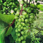 11856725_1635140266730894_970311631_a