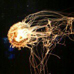 11330739_494921657348955_1793496016_a