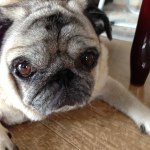 11875369_669713223163207_1430036348_a