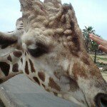 11373879_527621387393469_412148059_a