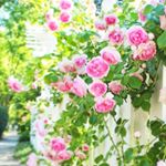 11419067_1604502993135517_1962730977_a