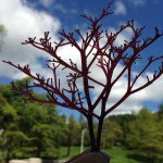 10693662_342243272616614_1210285832_a