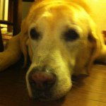 11326035_1639429729669331_418547607_a