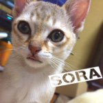 11356825_373513446179200_974175802_a