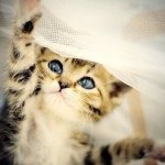 10538690_891403017554416_843521535_a