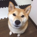 11385220_1459307757718233_1276787662_a