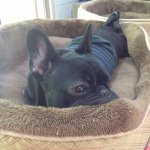 11142129_335794259959964_1950275760_a