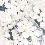 11849850_1609839132637951_258430871_a