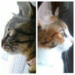 11265340_167354946928912_2039228029_a