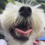 11934823_495655713944443_143779624_a