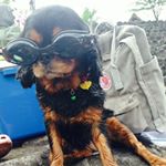 11371105_1657546774480177_36155930_a