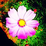 11350721_961719373890370_161369176_a