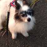 11356866_704048753069348_180420023_a