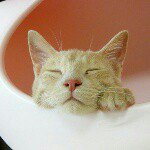 11123870_1380880912240827_350295917_a