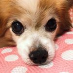 11375258_1704323383121265_1314957435_a