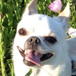 10724972_400037466822729_1690241980_a