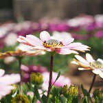 11032834_794056727345246_444200108_a